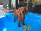 Georgie in her pool_1