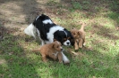 Gabbie & her puppies_1