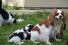 Holly with her puppies