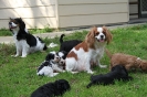 Holly & Gabbie with their puppies