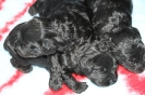 Annie's Puppies