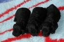 Annie's Puppies