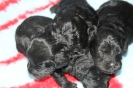 Annie's Puppies