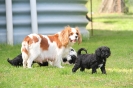 Holly & Her puppies