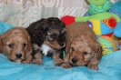 Previous Puppies