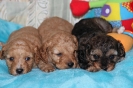 Previous Puppies